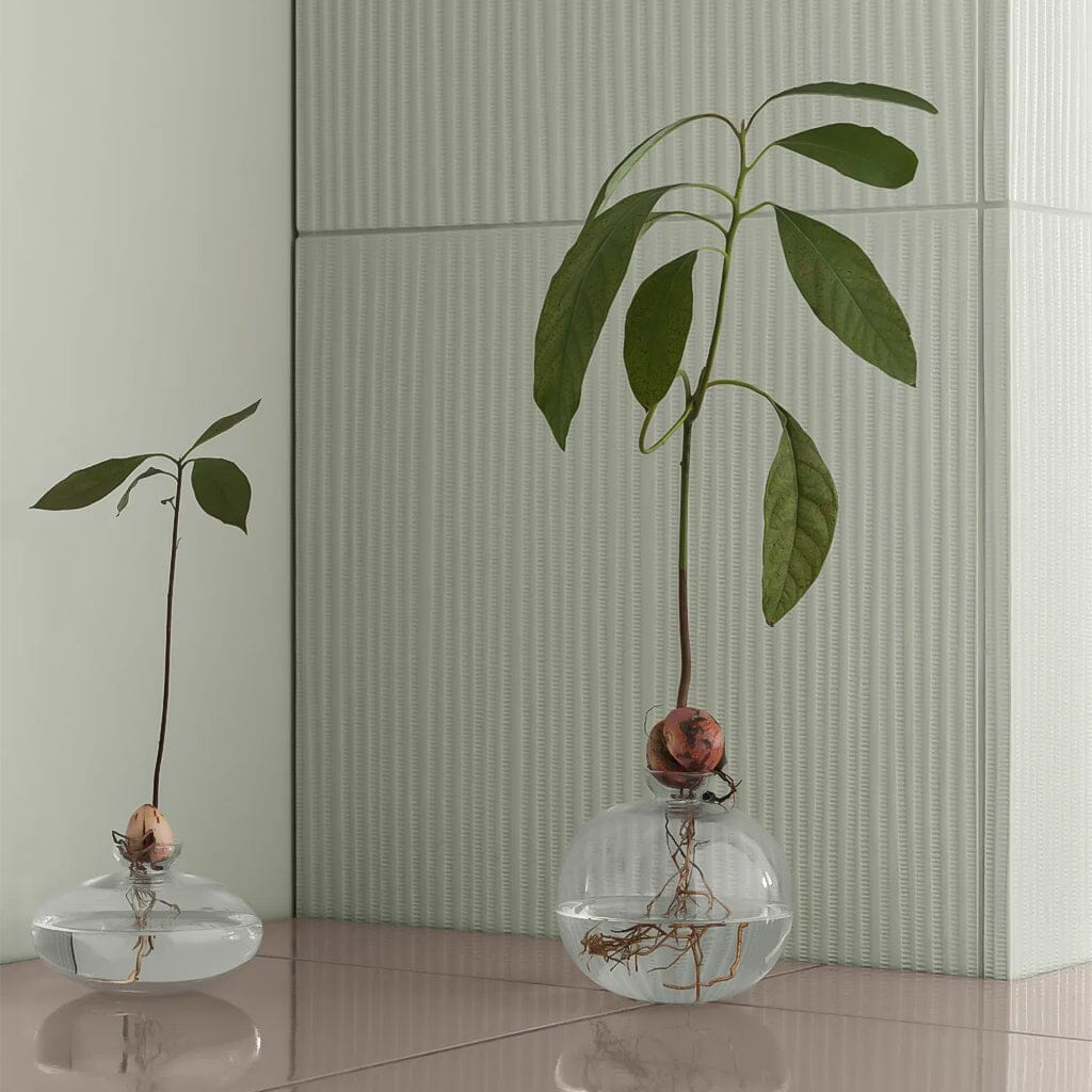 Blomus - Avo avocado glazen vaas kiempot maat M Avocado vaas Blomus 